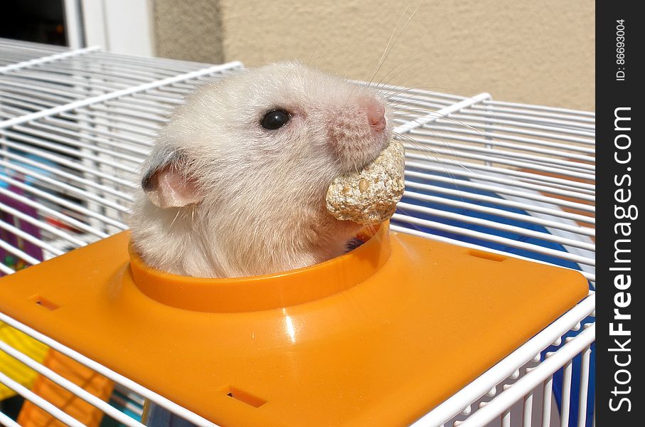 Neu &#x22;escaping&#x22; from his cage while I was cleaning the tubes. He even remembered to take some food with him on his adventurous journey. Neu &#x22;escaping&#x22; from his cage while I was cleaning the tubes. He even remembered to take some food with him on his adventurous journey.