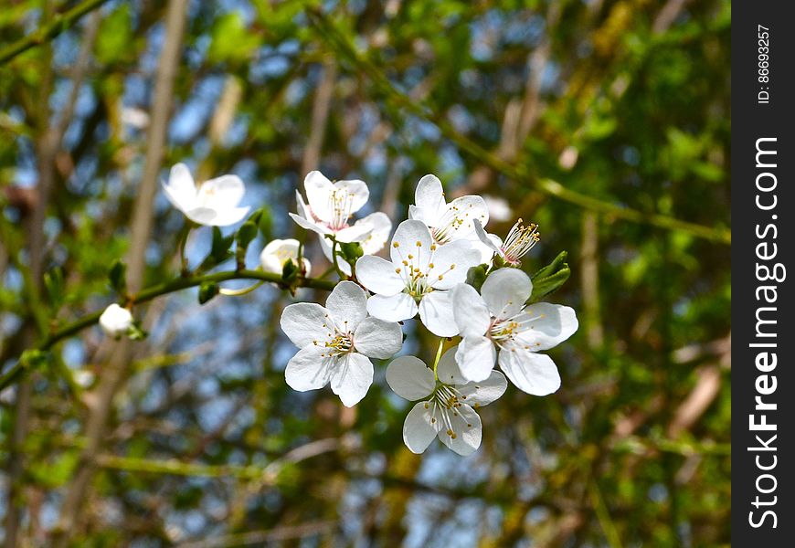 Blossoms &x28;prunus Spinosa&x29;
