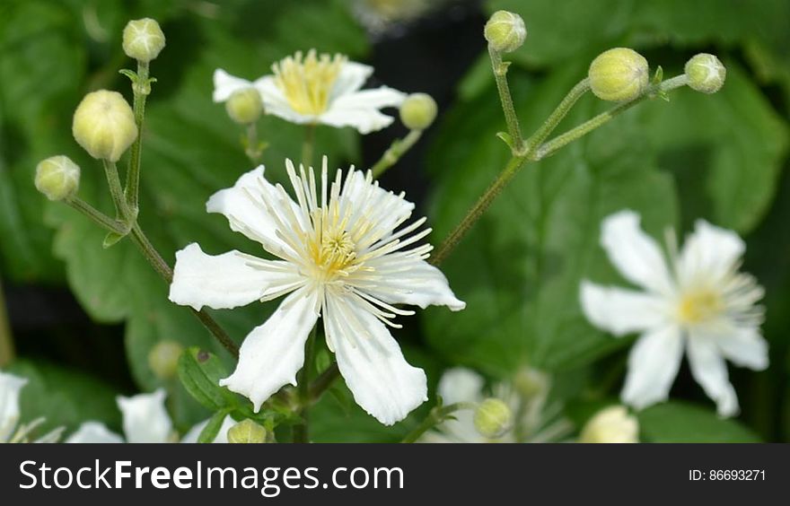 White Flower