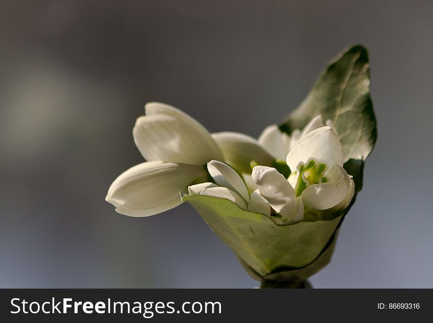 Snowdrop Cluster