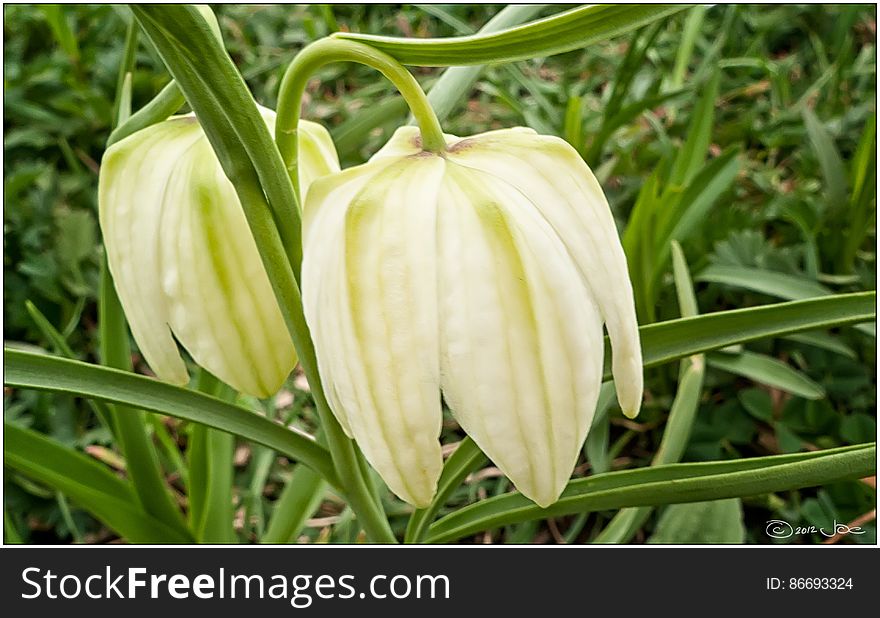 White Guinea Hen Flowers