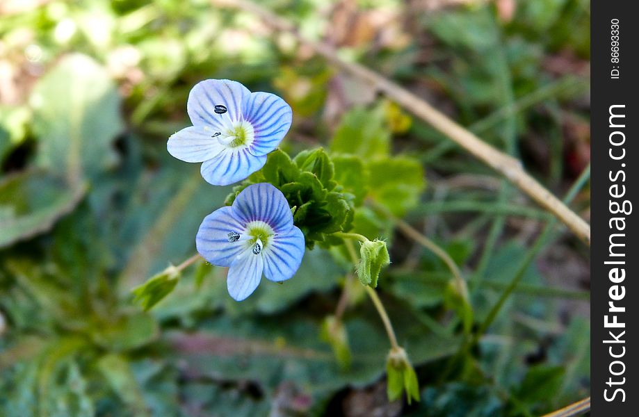 At least I think they are violets? They were so small!. At least I think they are violets? They were so small!