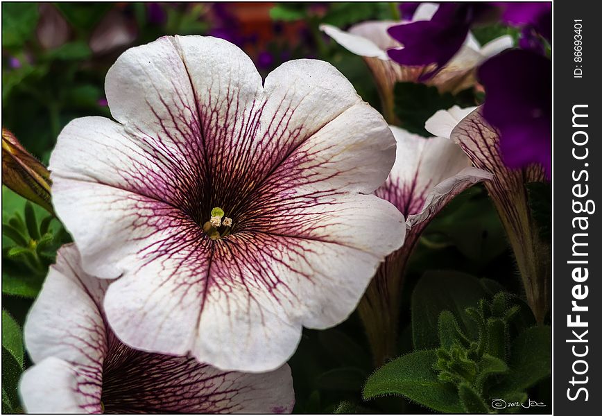 A purple and white petunia from my garden.
