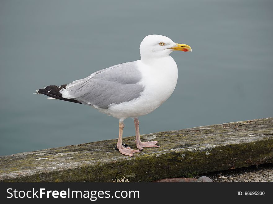 Close-up of Bird