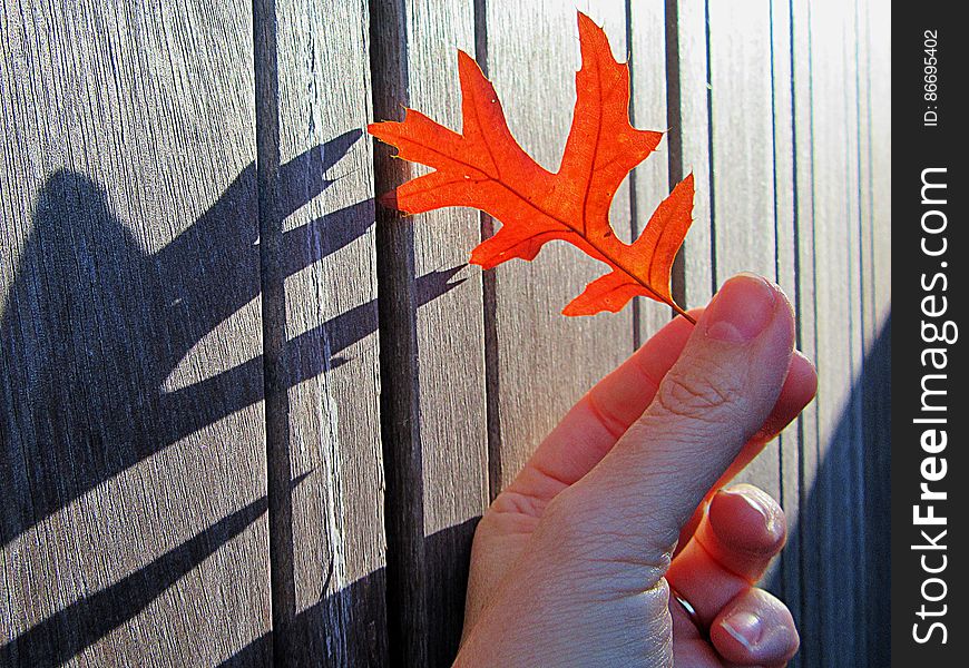 A person holding a red autumn leaf against a wooden wall.