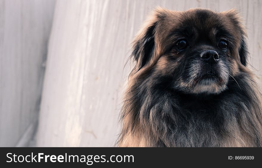 Close-up Portrait Of Dog