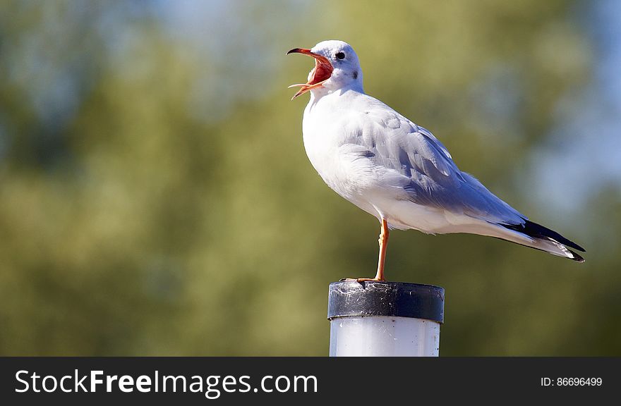 Close-up of Bird Perching on Wood