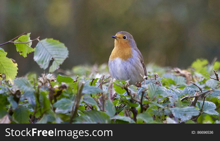 Close-up of Bird Perching on Plant