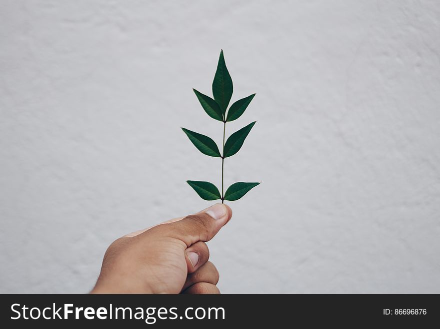 Close-up Of Hand Holding Plant Against Sky