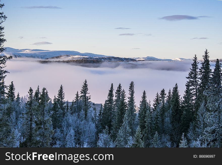 Scenic View of Foggy Forest