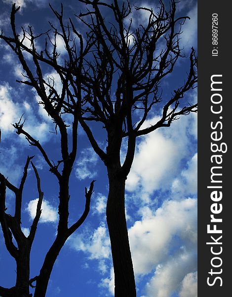 Dead Trees Under White Cloudy Blue Sky