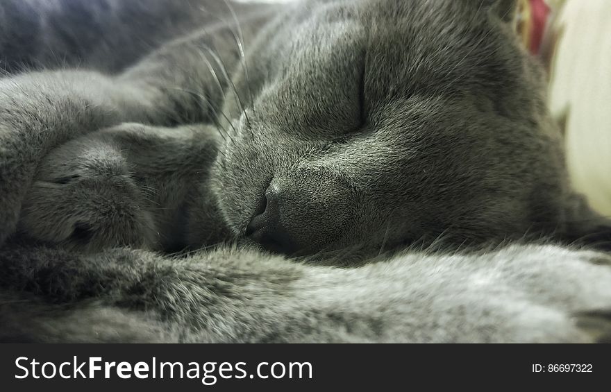 Russian Blue Cat Lying on Textile