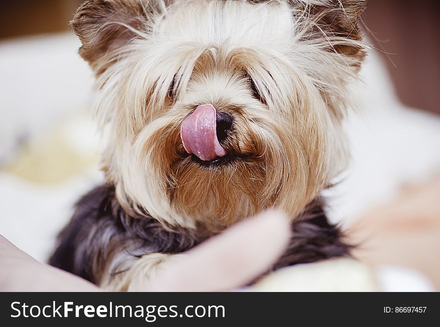 Indoor portrait of small brown dog with tongue out. Indoor portrait of small brown dog with tongue out.