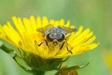 Gadfly On Dandelion Stock Photography Gadfly On Dandelion Stock Photography