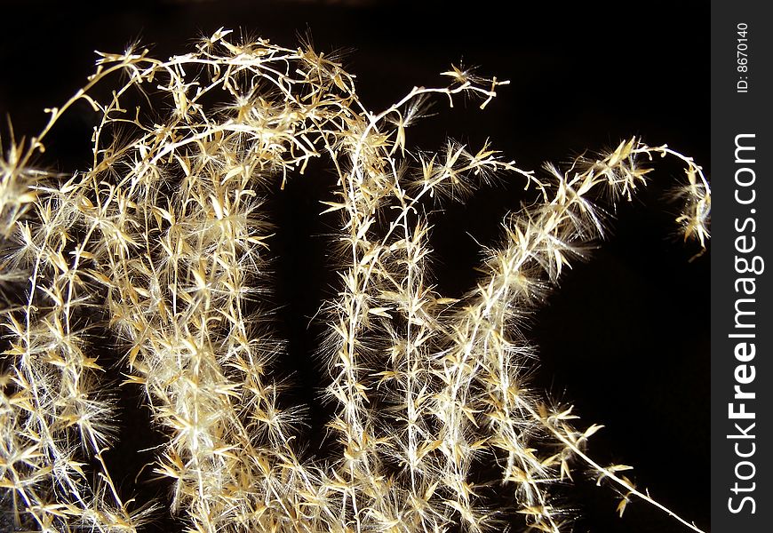 Closeup of some delicate lacy dried ornamental grass. Closeup of some delicate lacy dried ornamental grass.