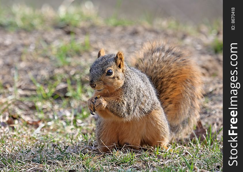 Fox squirrel (sciurus niger) on the ground eating a seed