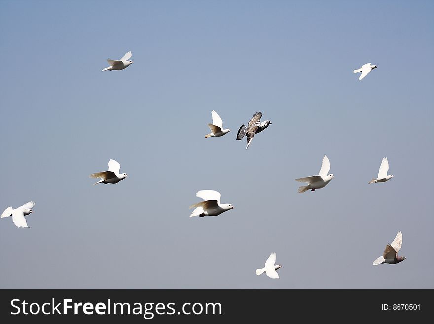 A group of pigeons flying in the blue sky. A group of pigeons flying in the blue sky
