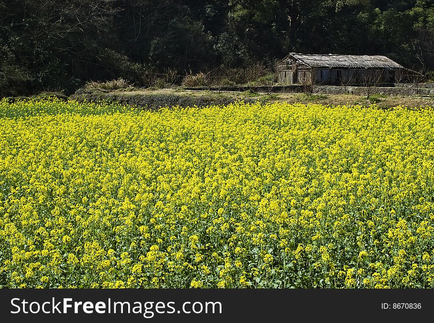 Cole flower village in china