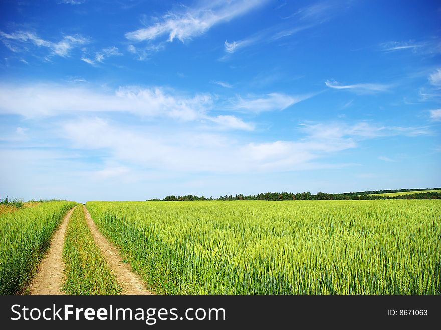 Field on a background of the blue sky. Field on a background of the blue sky