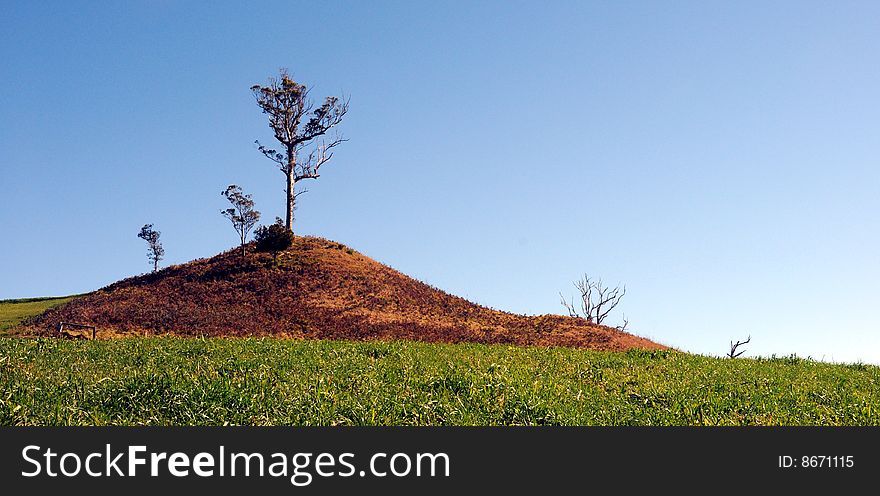 Improved pasture with unimproved hill in the background