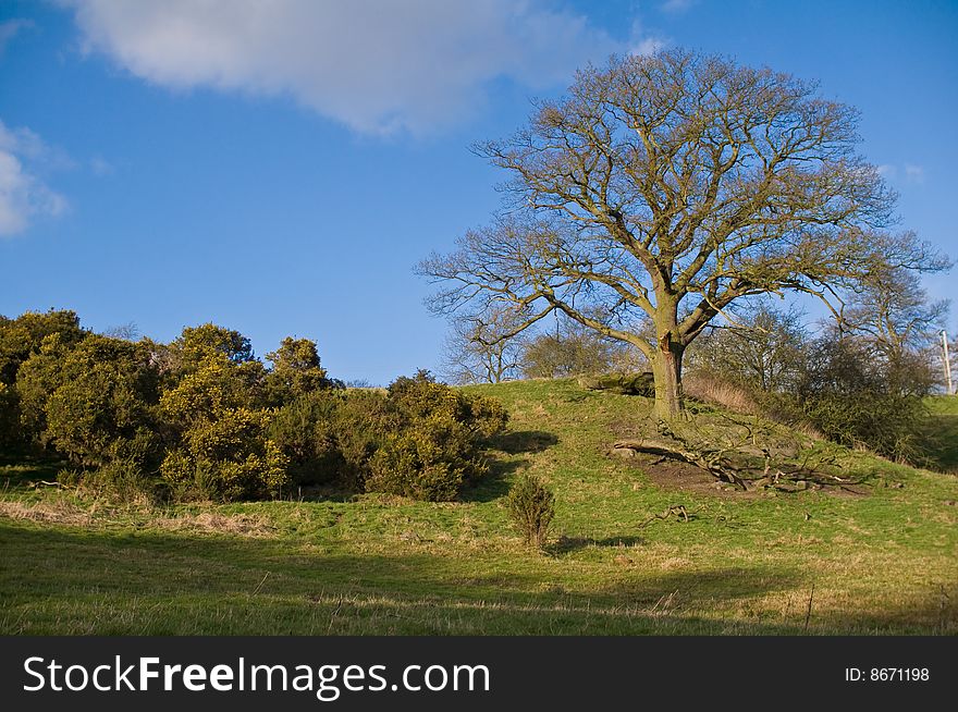 English Countryside - A Oak Tree On Small Hill