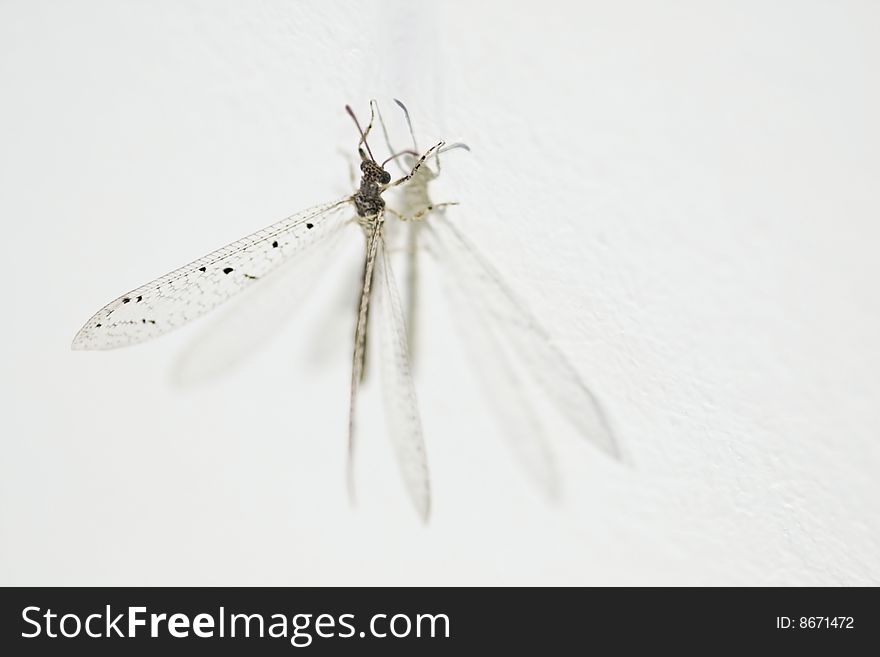 Small dragonfly at on a wall at night