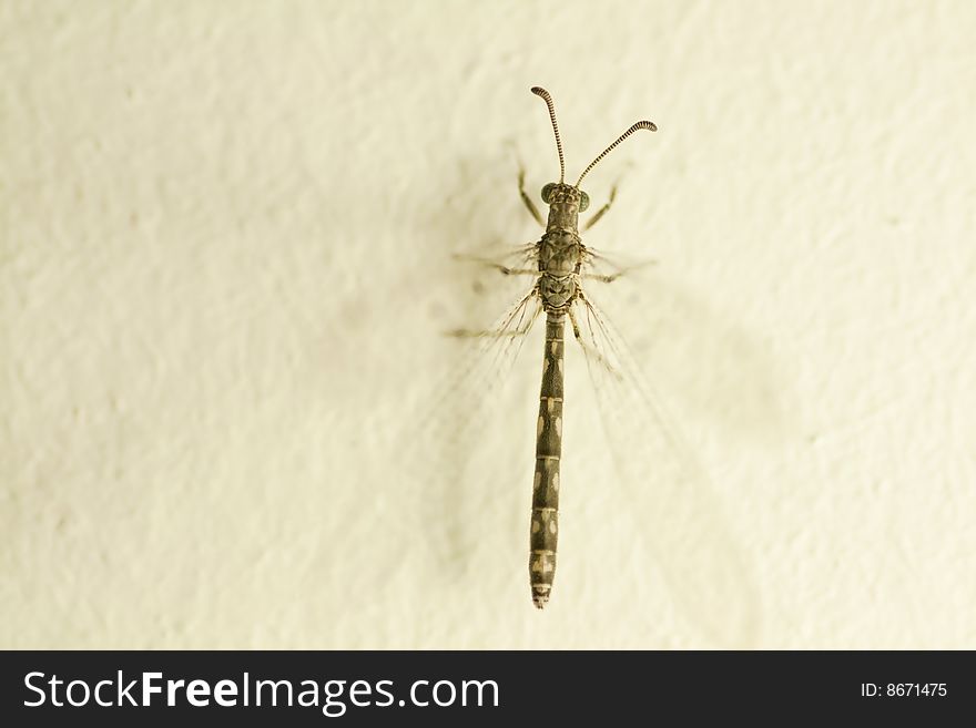 Close up of a small dragonfly on a wall at night