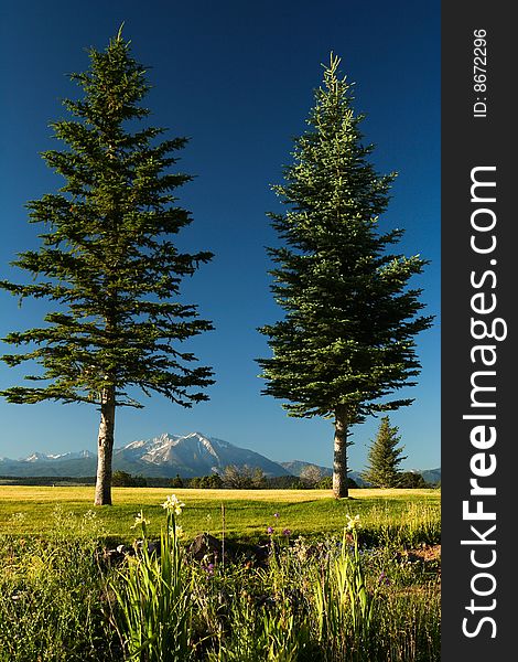 Two vertical pines framed snow capped Mt. Sopris in Colorado, USA, at the background. Two vertical pines framed snow capped Mt. Sopris in Colorado, USA, at the background.