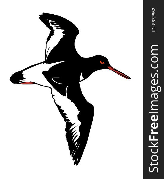 Vector illustration of the snipe on white background