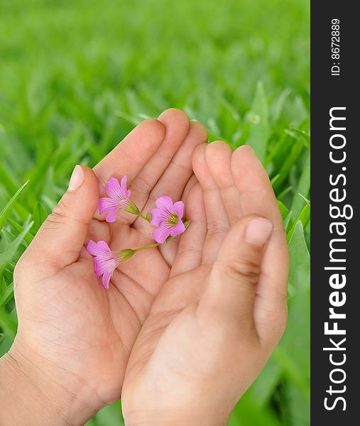 Child hand is holding the wild flower. Child hand is holding the wild flower