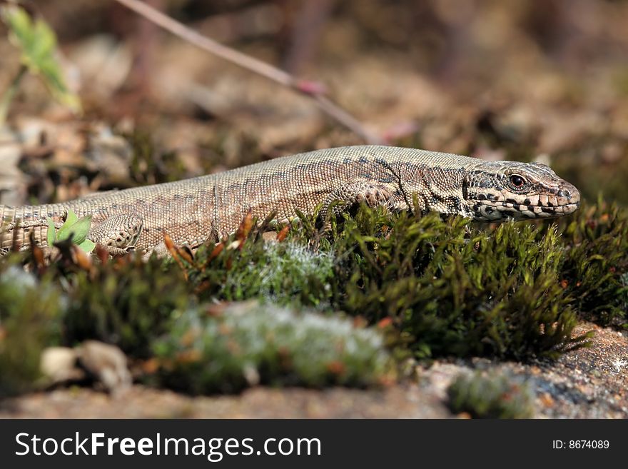 Common Wall Lizard