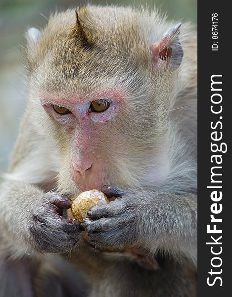 A Gibbon Eating Fruit