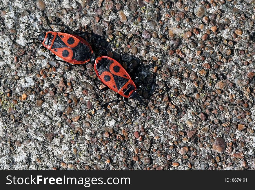 Two firebugs (pyrrhocoris apterus) mating on a concrete wall.