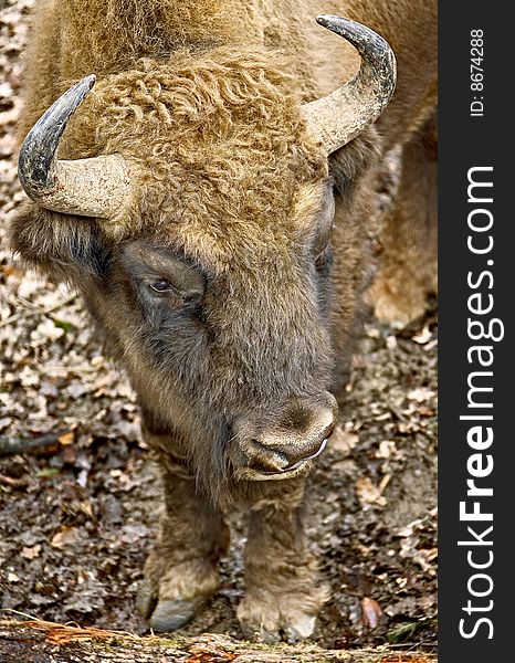 Portrait of young male bison. Portrait of young male bison