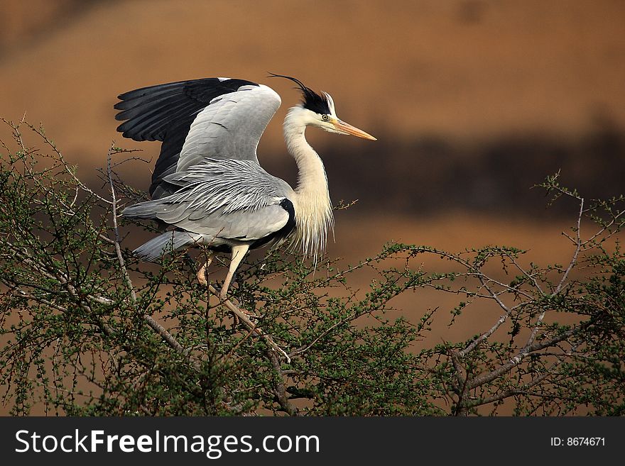 A grey heron in a tree