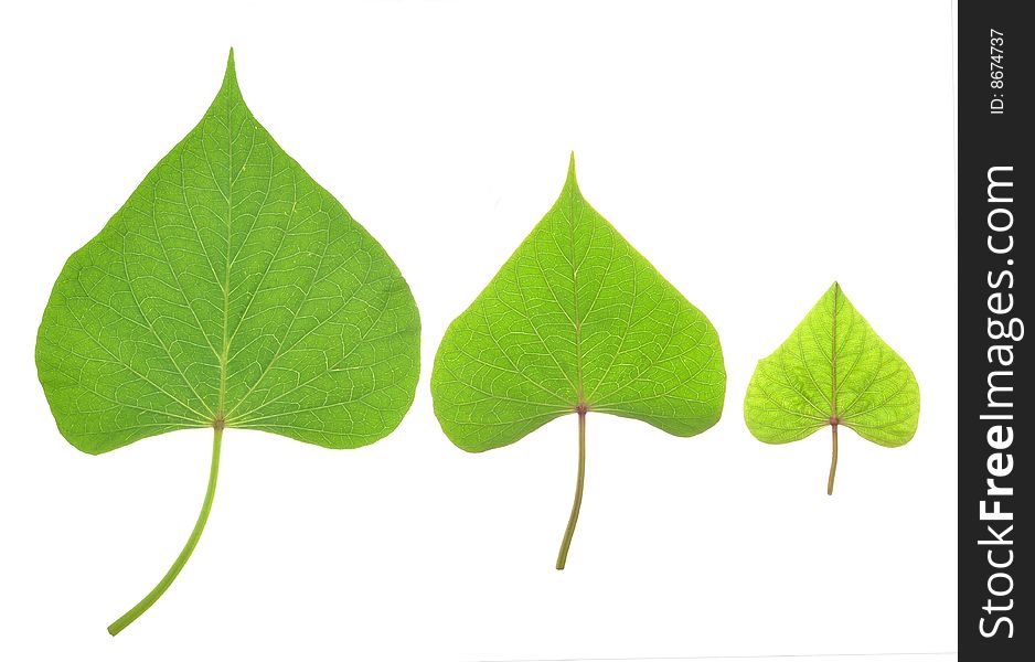 Three leaves of various sizes on white background