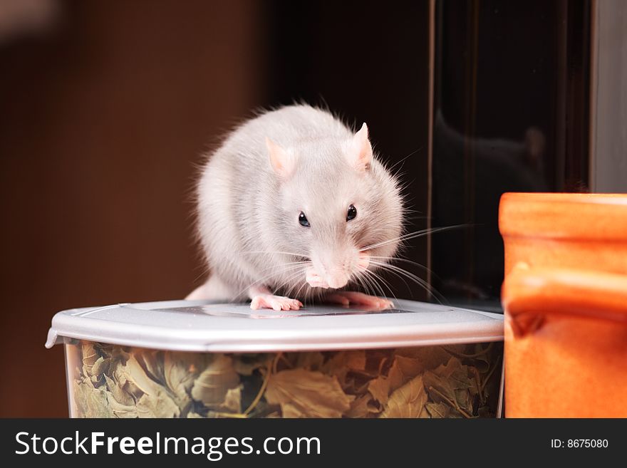 Rat in kitchen,focus on a head.