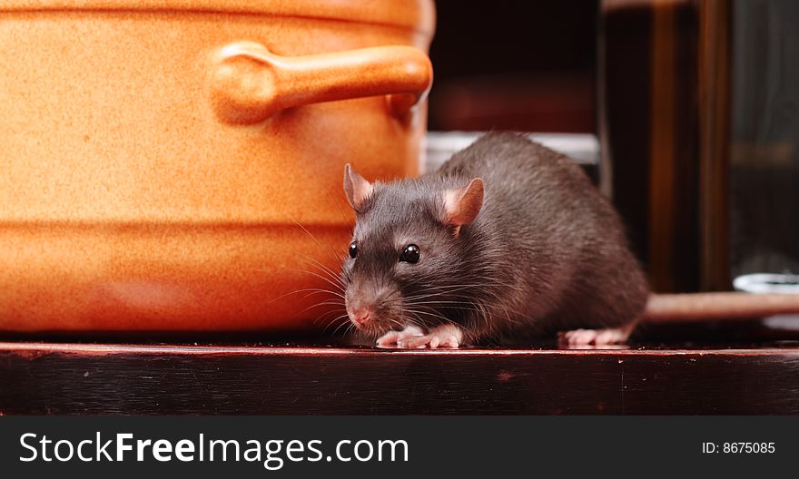 Rat in kitchen,focus on a head.