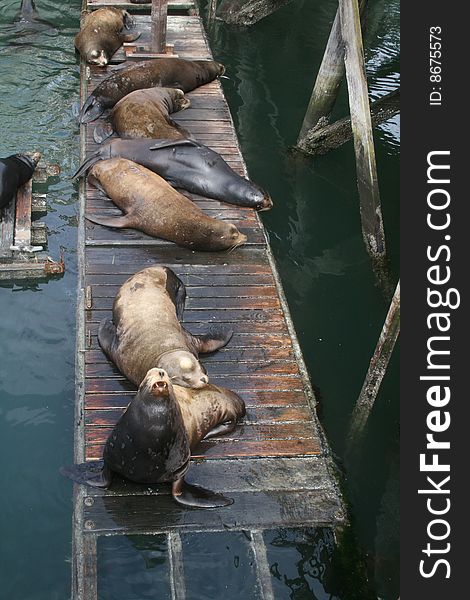 A group of sea lions dozing on a small pier. A group of sea lions dozing on a small pier.