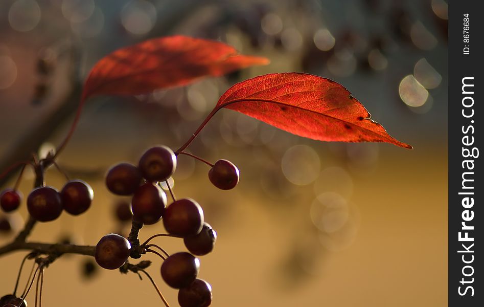 The autumn leaves and berries