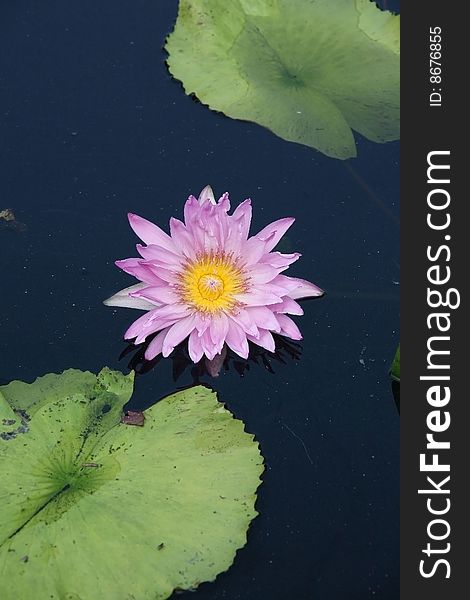 Tropical lotus in small pond