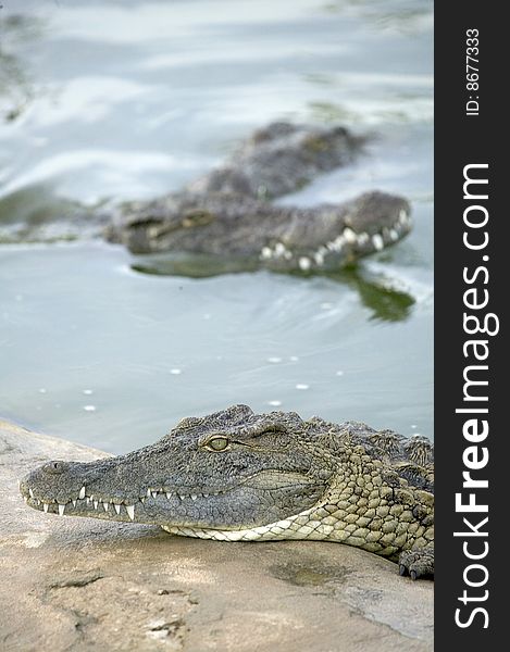 Image of some salt water crocodile