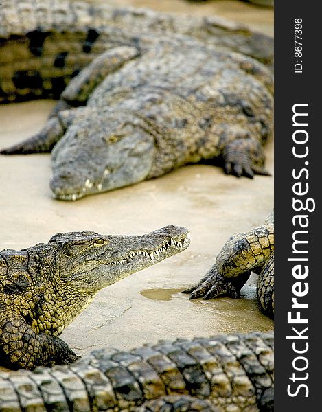 Image of some salt water crocodile