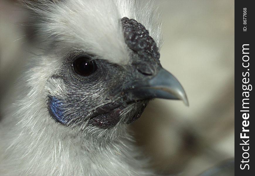 Chicken portrait on blured background