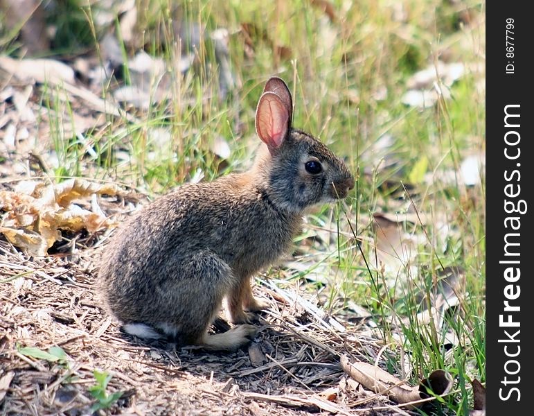 Young rabbit feeding in grass
