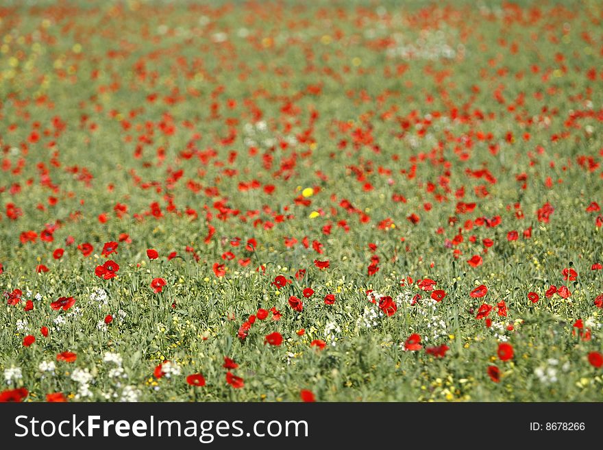 Poppies and Marguerite in a field at spring