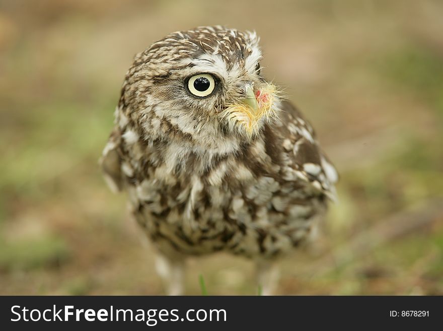 Portrait of a Little John Hawk Owl eating