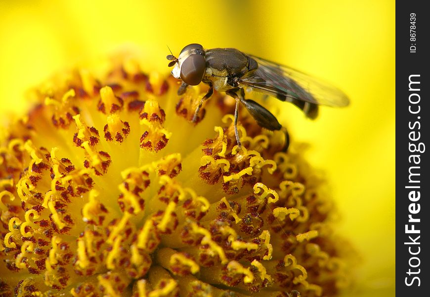 Fly Collecting Pollen On Flower