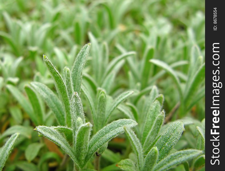 Dismissed first green foliage of spring plants, closeup