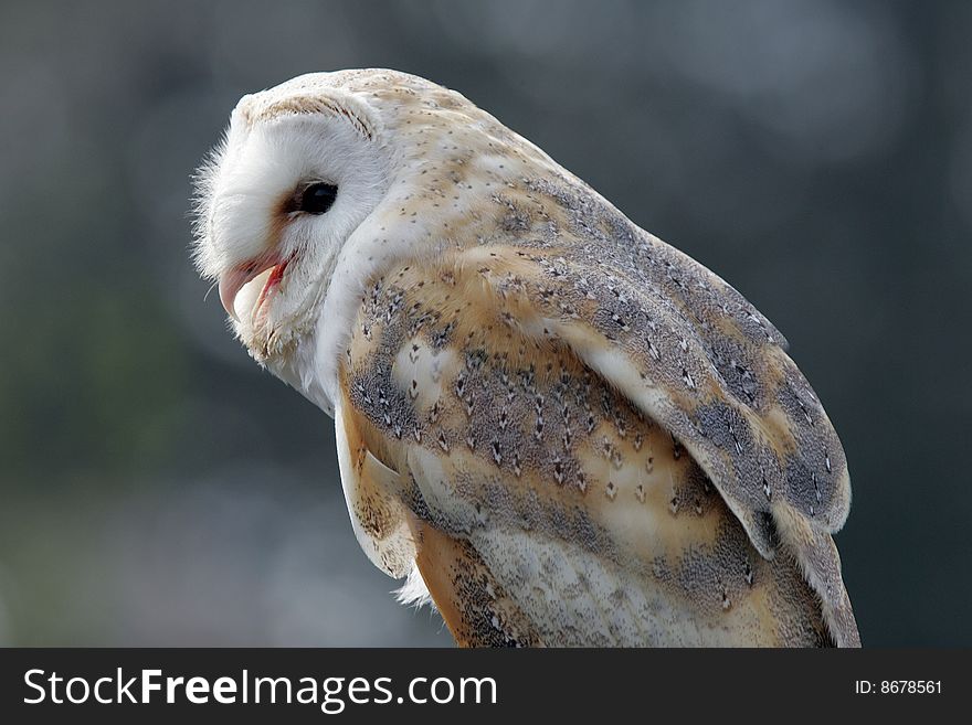 Portrait of a British male Barn Owl